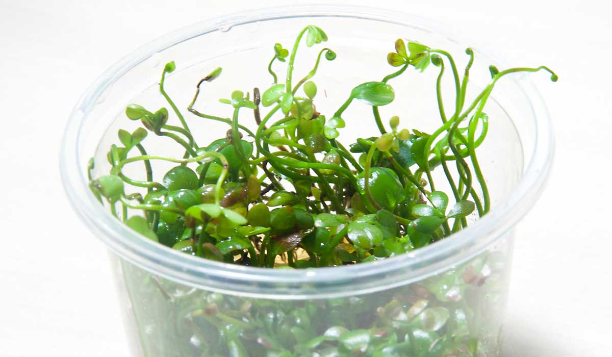 In-Vitro Aquarium Pflanzen.