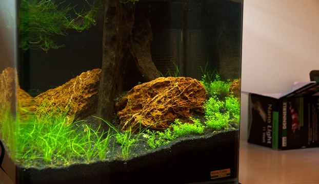 Das neue Nano Aquarium aktuell